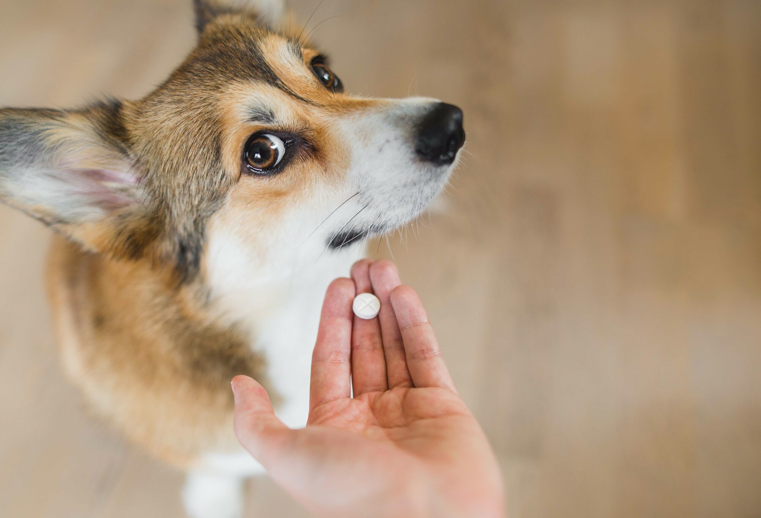 Vermifugation du chien : quand, comment, pourquoi ?