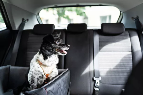 La sécurité en voiture avec son chien! Tout ce que vous devez savoir.
