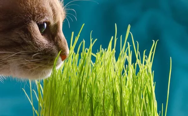Quel est l'effet de l'herbe à chat ? - Toutoulib